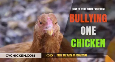 Prevent Chicken Bullying: Strategies to Protect Your Flock's Peace