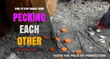 Prevent Chick Pecking: Tips to Stop Aggressive Behavior in Your Flock