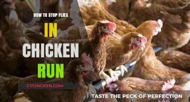 Effective Strategies to Keep Flies Away from Your Chicken Run