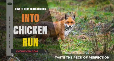 Preventing Fox Intrusions: Effective Strategies to Protect Your Chicken Run