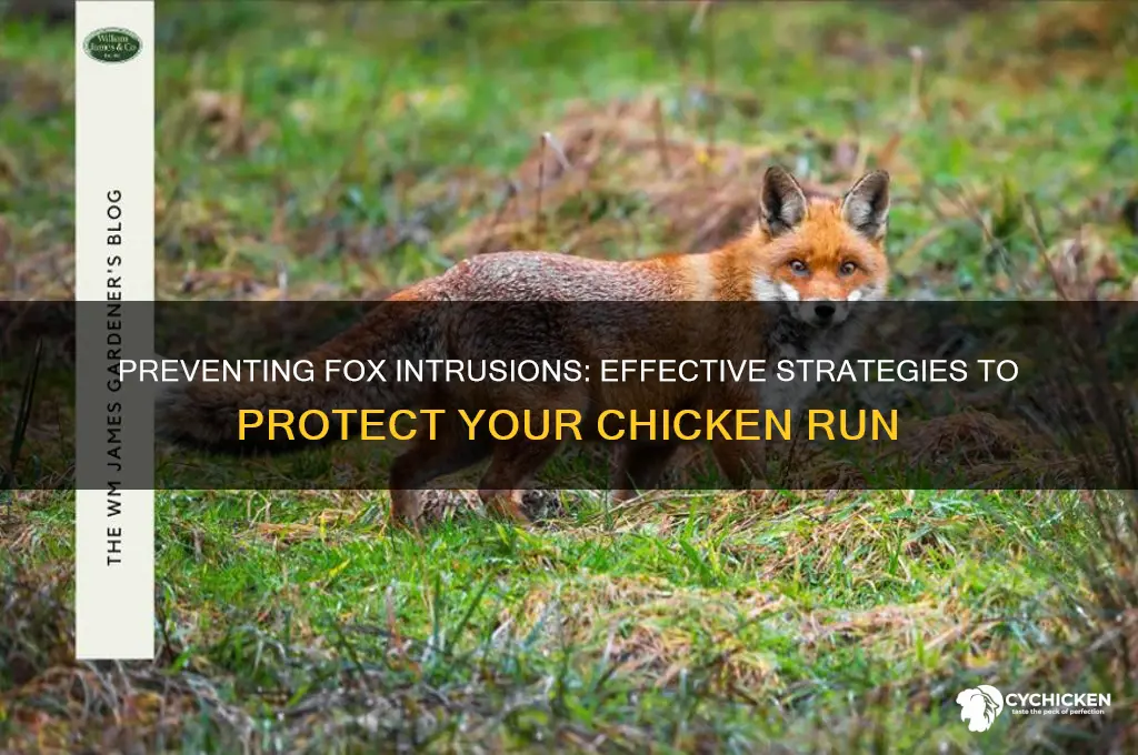 how to stop foxes digging into chicken run