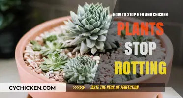 Preventing Rot in Hen and Chicken Plants