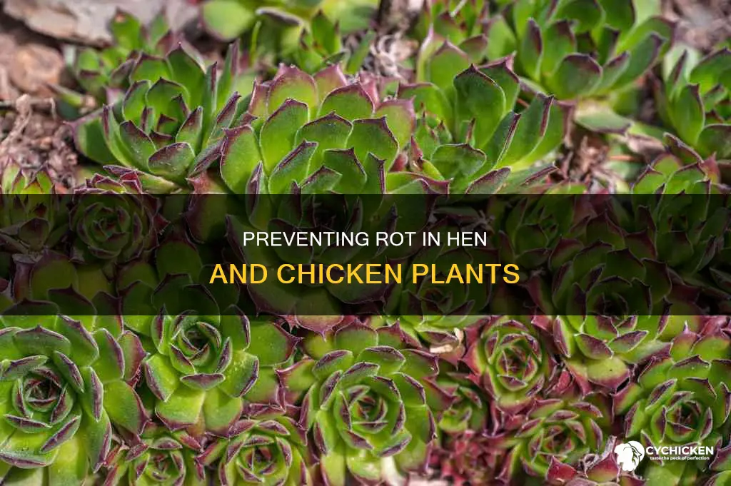 how to stop hen and chicken plants stop rotting