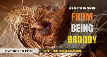Breaking Broodiness: Effective Tips to Stop Your Chicken's Broody Behavior