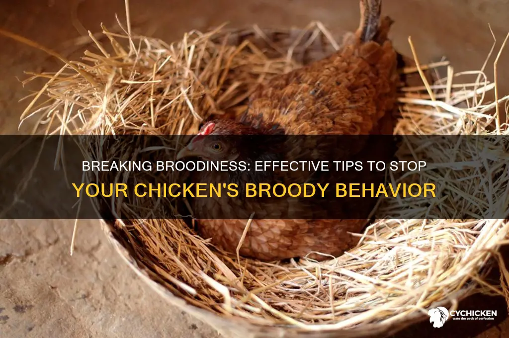 how to stop my chicken from being broody