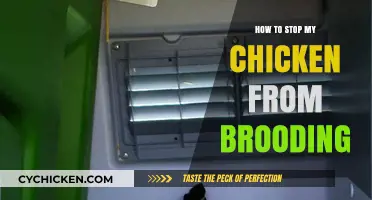 Effective Strategies to Prevent Your Chicken from Brooding Successfully