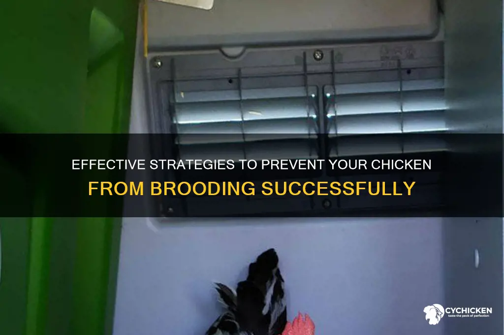 how to stop my chicken from brooding