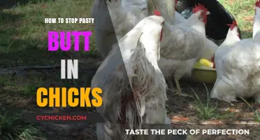 Preventing Pasty Butt in Chicks: Essential Care Tips for Healthy Birds