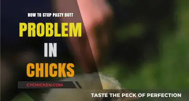 Preventing Pasty Butt: Effective Solutions for Healthy Chicks