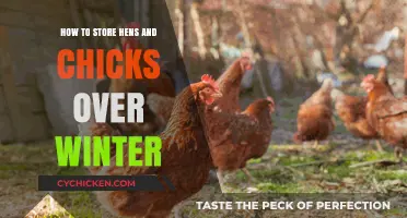 Winterizing Hens and Chicks: Easy Storage Tips for Cold Months