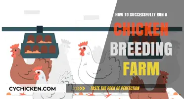 Mastering Chicken Breeding: A Guide to Profitable Farm Management