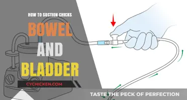 Suction Techniques for Chicks: Safely Clearing Bowel and Bladder