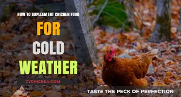 Boosting Chicken Nutrition: Cold-Weather Food Supplements for Healthy Flocks