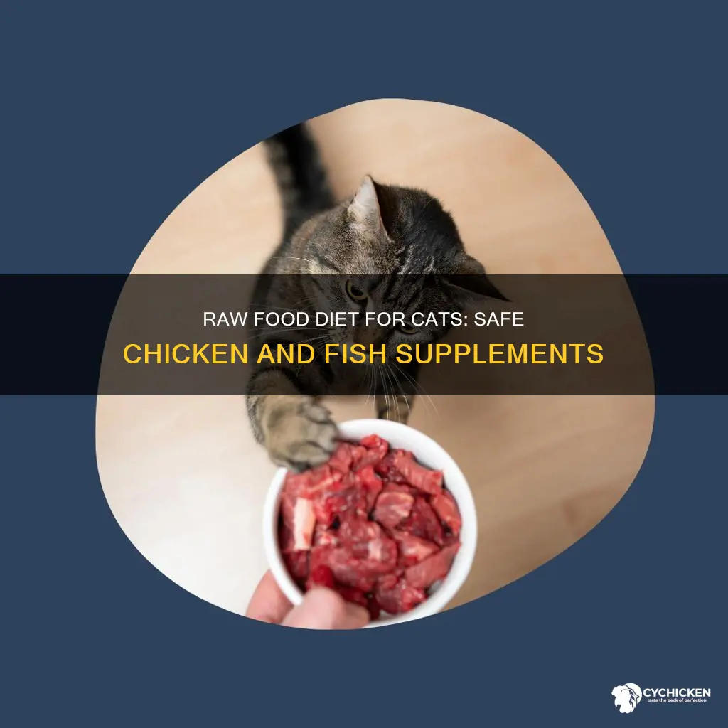 how to supplement cats raw fish and chicken diet