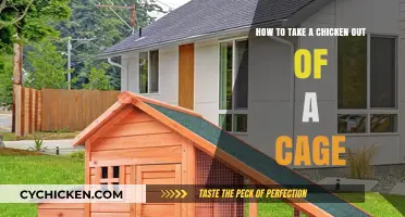 Unlocking the Cage: Freeing Your Chicken Safely