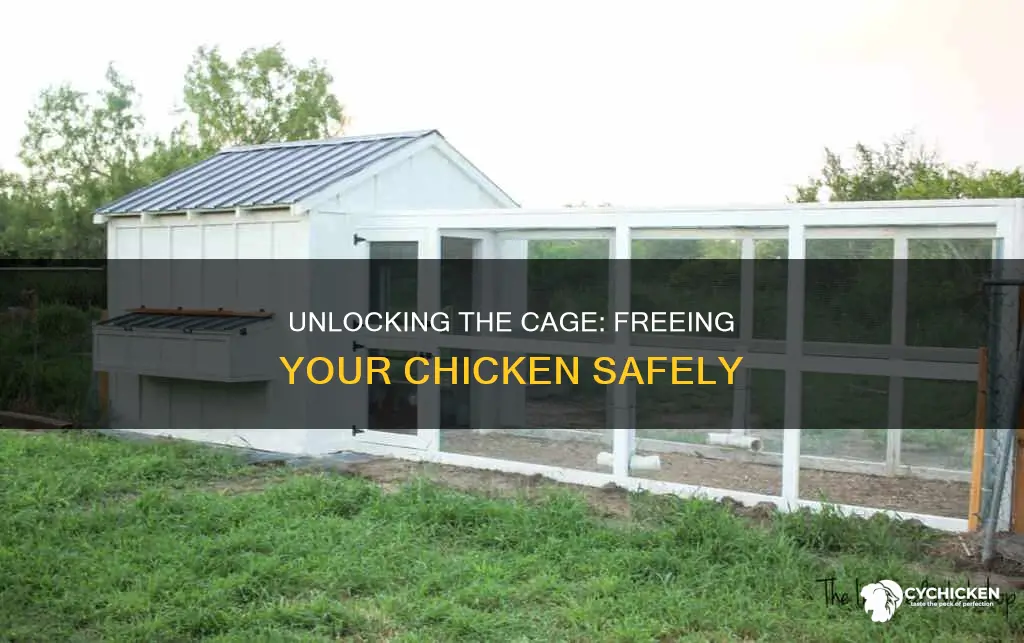how to take a chicken out of a cage