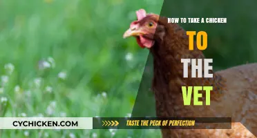 Taking Your Chicken to the Vet: A Step-by-Step Guide