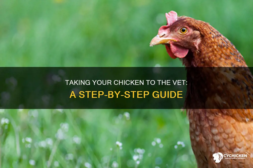 how to take a chicken to the vet