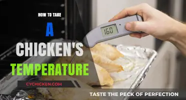 Mastering Chicken Care: Accurate Temperature Taking Techniques Explained