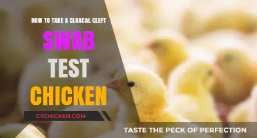 Cloacal Swab Test: Easy Steps for Chicken Health
