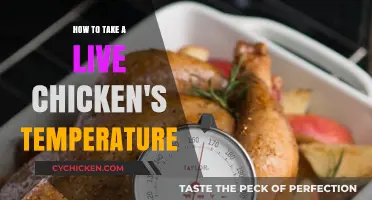 Taking a Live Chicken's Temperature: A Step-by-Step Guide for Poultry Care