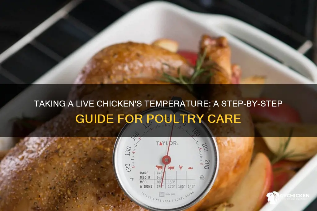 how to take a live chicken