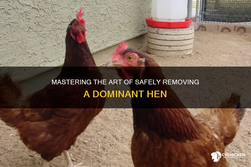 how to take a queen chicken down