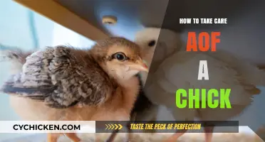 Essential Tips for Raising Healthy and Happy Baby Chicks at Home