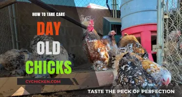 Essential Tips for Raising Healthy Day-Old Chicks Successfully at Home