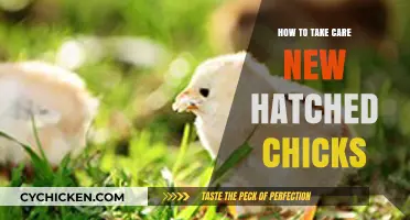 Caring for Newborn Chicks: Essential Tips for Healthy Hatchlings