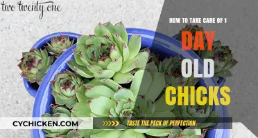 Caring for Day-Old Chicks: A Step-by-Step Guide