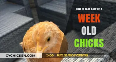 Caring for Chicks: A Two-Week-Old Guide