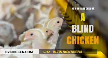 Caring for Blind Chickens: Essential Tips for Their Well-Being