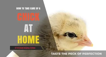 Caring for Chicks: A Guide for Beginners