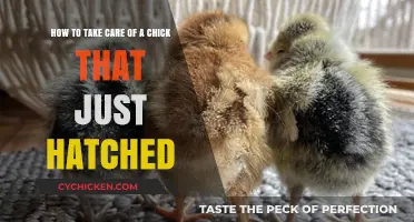 Caring for Newly Hatched Chicks: A Quick Guide