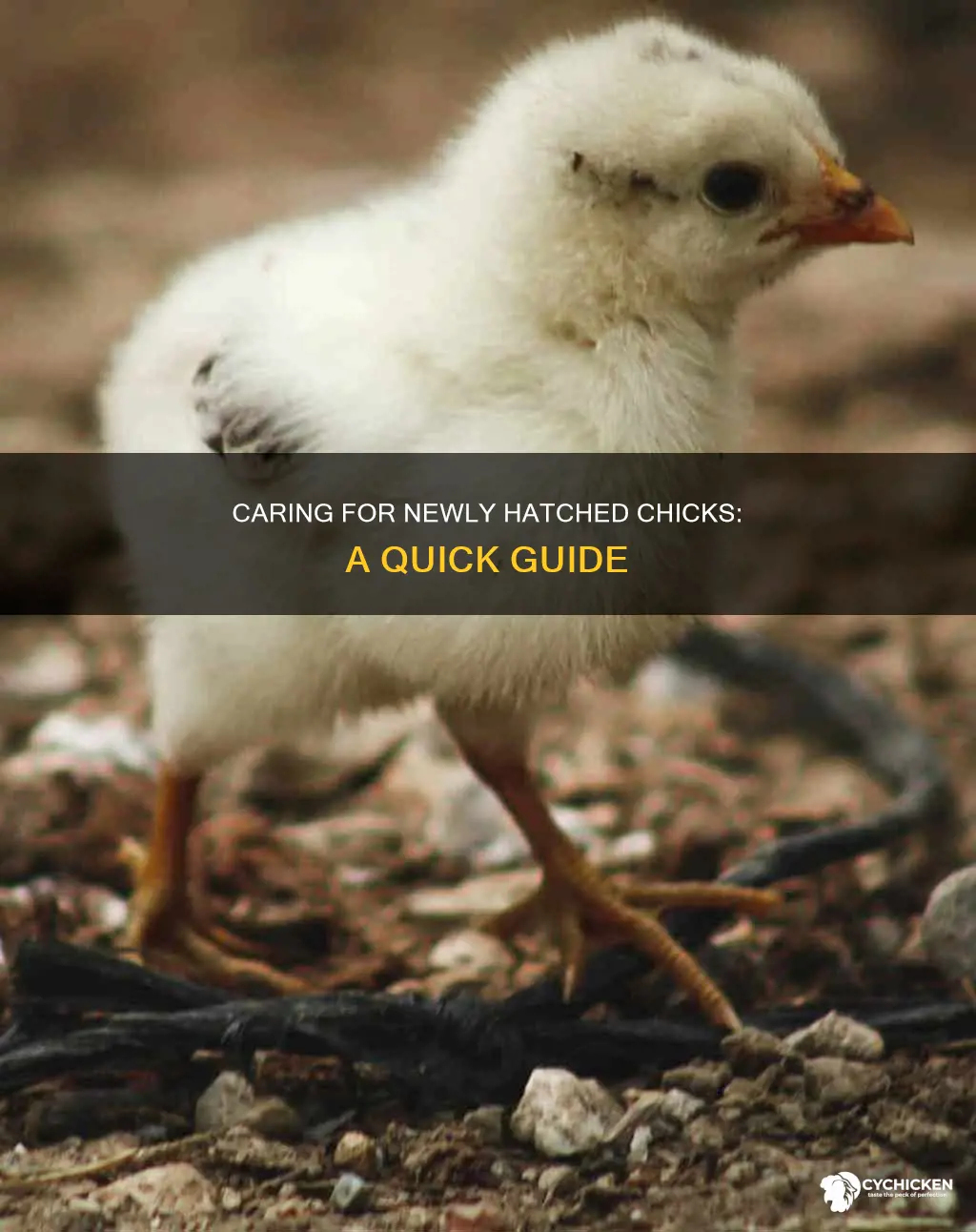 how to take care of a chick that just hatched