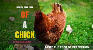 Caring for Chicks: Essential Tips for Healthy and Happy Baby Birds