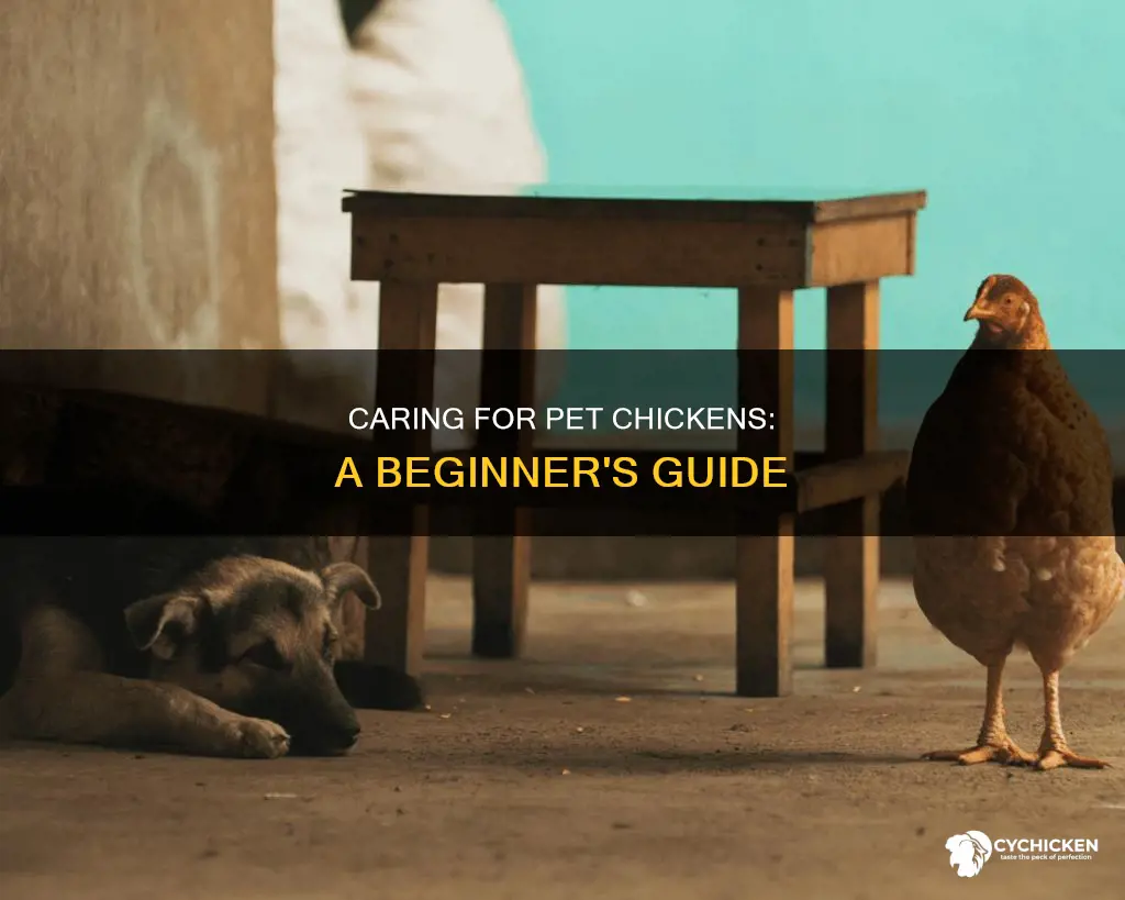 how to take care of a chicken as a pet