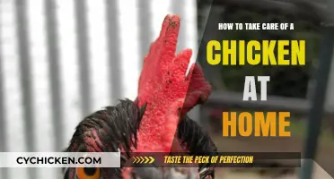Caring for Chickens at Home: A Beginner's Guide
