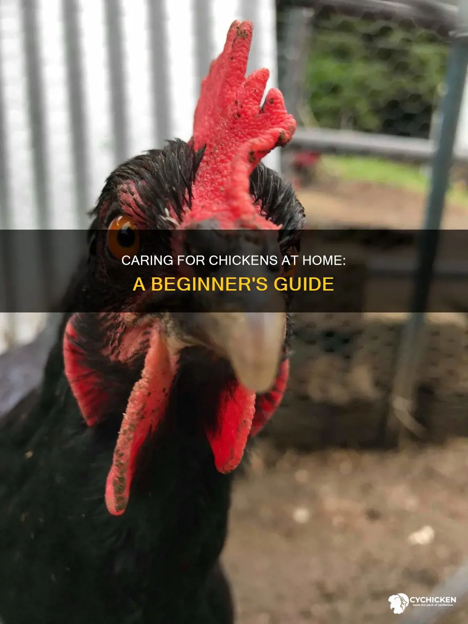 how to take care of a chicken at home