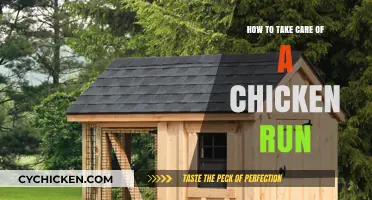 Essential Tips for Maintaining a Clean and Healthy Chicken Run