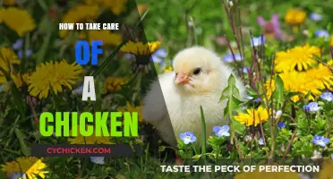 Essential Tips for Raising Healthy, Happy Chickens at Home