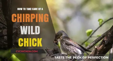 Guide to Nurturing a Chirping Wild Chick