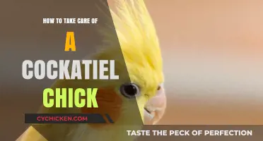 Caring for Cockatiel Chicks: Essential Tips for Healthy Growth