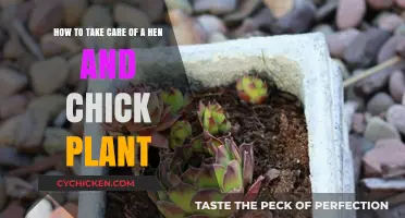 The Ultimate Guide to Caring for Your Hen and Chick Plant