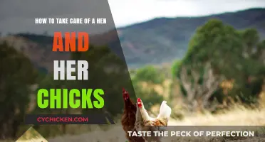 Nurturing a Hen and Her Chicks: A Guide