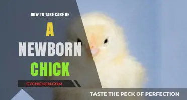 Caring for Newborn Chicks: Essential Tips for Healthy Growth