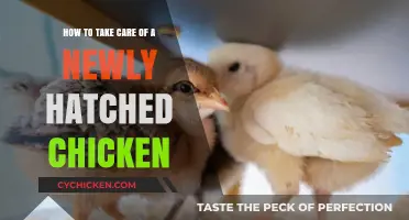 Caring for Your Newly Hatched Chickens: A Quick Guide
