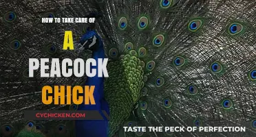 Caring for Peacock Chicks: Essential Tips for Healthy Growth