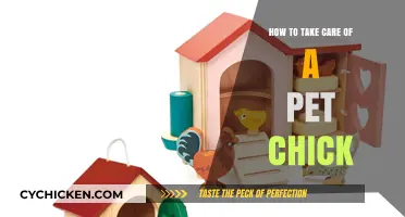 Caring for Your Pet Chick: Essential Tips for Happy, Healthy Growth